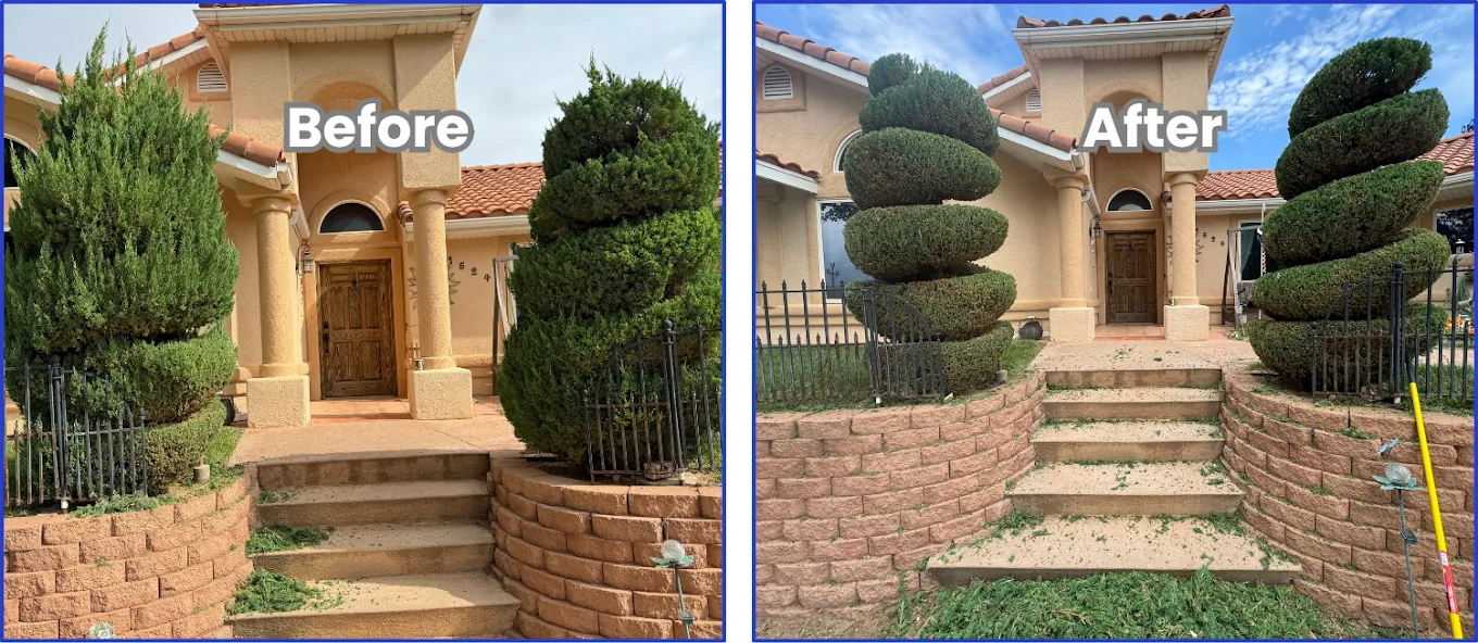Before and after photo of spiral topiary pruning on two large junipers flanking a home entrance in Washington County, Utah