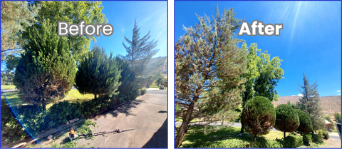 Before and after tree pruning Saint George Utah